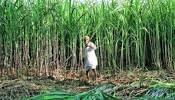 Image of sugarcane crops in pakistan