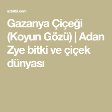 Gazanya Cicegi Koyun Gozu Adan Zye Bitki Ve Cicek Dunyasi Bitki Cicek Koylar