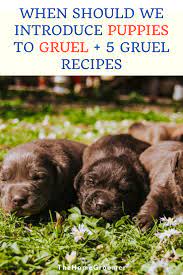 When Should We Introduce Puppies To Gruel 5 Gruel Recipes Glamorous Dogs Weaning Puppies Puppy Litter Puppies