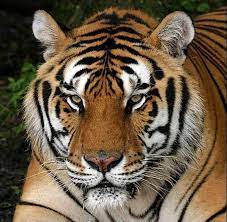 The South China Tiger Also Known As The Amoy Or Xiamen Tiger Is Critically Endangered Most Endangered Animals South China Tiger Animals Images