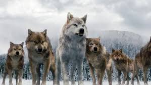 Alpha Twilight Jacob Wolf Wallpaper Twilight breaking dawn part 2 bella vampire. alpha twilight jacob wolf wallpaper