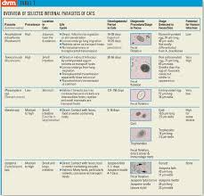 Other symptoms can include abdominal pain and. Diagnosing Internal Parasites In Cats Dvm 360