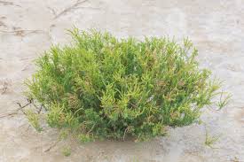 Image result for Suaeda articulata