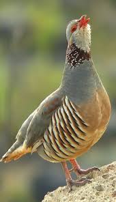 Perdiz Moruna Barbary Partridge Felsenhuhn Perdrix Gambra Colorful Birds Nature Birds Beautiful Birds