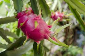 How to plant and take care of dragon fruit cuttings. Dragon Fruit Plant Care Keeping It Happy Healthy