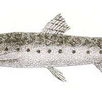 Image result for Lepidagathis lanatoglabra