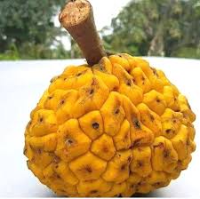 Image result for Myrianthus arboreus