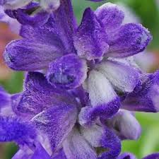 Image result for Salvia farinacea