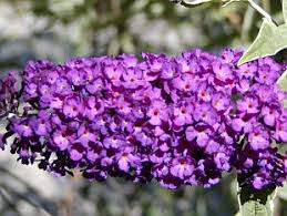 Image result for Komule střídavolisté