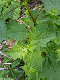 Image result for Chenopodiastrum