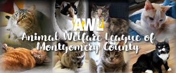 Before you rush into adopting a cat, do realise that having a pet is a big responsibility. Animal Welfare League Of Montgomery County Md Awlmc Home Facebook