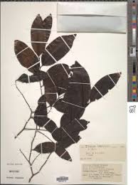 Image result for Diospyros abyssinica