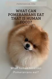 What Foods Can Pomeranians Eat That Is Human Food Pomeranian Human Food Pomeranian Puppy Teacup