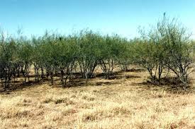 Image result for Parkinsonia africana