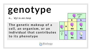The mating between two parents is called a cross. Genotype Definition And Examples Biology Online Dictionary