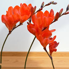 Image result for Tritonia