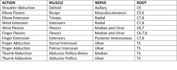 Myotome Testing Bismi Margarethaydon Com