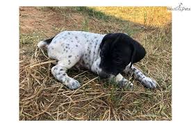 Why buy a german shorthaired pointer puppy for sale if you can adopt and save a life? German Shorthaired Pointer Puppy For Sale Near Austin Texas F985a5e7 A541