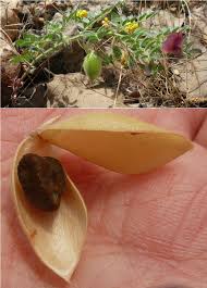 Image result for Cicer