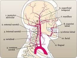 Find a picture, definition, and conditions that affect the artery. Labeled Diagram Of The Arteries Of The Head And Neck Oral Anatomy Anatomy Dental Anatomy