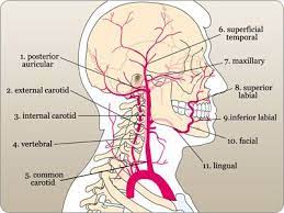 Arteria carotis interna) is located in the inner side of the neck in contrast to the external carotid artery. Labeled Diagram Of The Arteries Of The Head And Neck Oral Anatomy Anatomy Dental Anatomy