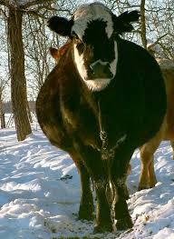 How long after a cow gives birth can she get pregnant again? Inducing Cows Is Always A Risk And Reward Scenario Alberta Farmer Express