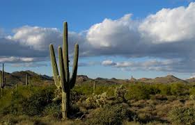 Rd.com knowledge facts nope, it's not the president who appears on the $5 bill. Sharpen Your Saguaro Smarts With 10 Cactus Facts The Trust For Public Land