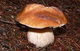 Maybe you would like to learn more about one of these? Swissfungi Online Distribution Maps Of Mushrooms In Switzerland Waldwissen Net