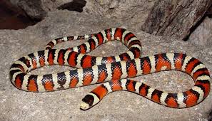 Don't forget to drop the temperatureby about 10 degrees during night time. Arizona Mountain Kingsnake Care Sheet Reptiles Cove