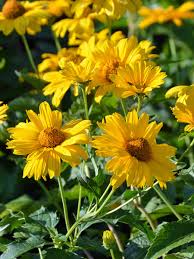 Image result for Heliopsis
