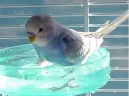 How To Take Care Of A Budgie In Summer How To Care For A Bird Urdu Hindi Parakeet Pet Birds Budgies