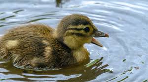 When posting, to protect everyone's privacy please do not include personal data such as email addresses or phone numbers, including your own. Duck Teeth And How Ducks Eat