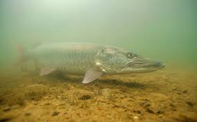 It is the largest member of the pike family, esocidae origin of name. The Muskie Source May June 2014 Minnesota Conservation Volunteer Minnesota Dnr