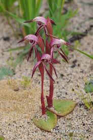 Image result for Pycreus nigricans