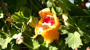 Image result for Momordica cardiospermoides