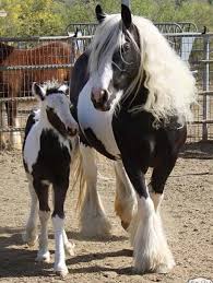 Black And White Paint Horses For Sale Near Me Pin On Pinto Horses