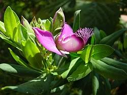 Image result for Polygala filicaulis