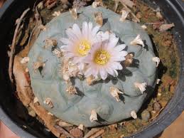 Image result for Lopholaena sp.no.1