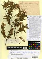 Image result for Baissea wulfhorstii