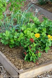 Check spelling or type a new query. Creative Vegetable Gardener How To Make An Easy Raised Garden Bed For Your Vegetables Creative Vegetable Gardener