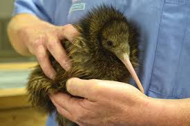 According to legend, paikea came to new zealand from the pacific islands on the back of a whale many centuries ago. Where To See Kiwi Birds In New Zealand Nz Pocket Guide 1 New Zealand Travel Guide