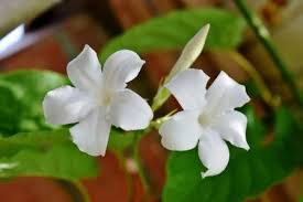 Check spelling or type a new query. Jasmine Chameli Benefits Remedies Research Side Effects Remedies