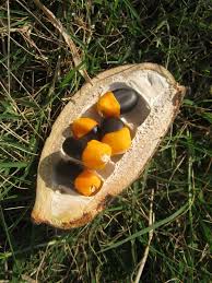 Image result for Afzelia