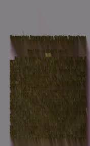 Image result for Cleome polyanthera