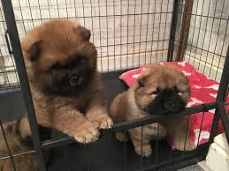 Irk Garantili Chow Chow Cin Aslani Yavrularim Irk Garantili Chow Chow Cin Aslani Yavrularim Kopek Kopekseverler Kope Goruntuler Ile Chow Chow Evcil Hayvanlar Kopek