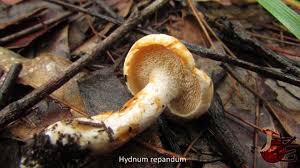 Image result for Hylodesmum repandum