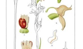 Image result for Brownleea