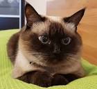 155 Magical Names for Cats | PetHelpful