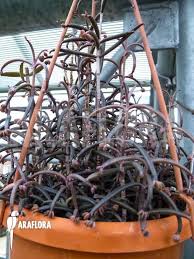 Kalanchoe Beauverdii From What I Can Tell It S Not Always This Dark Purple Has Lovely Light Blue Green Flowers T Green Flowers Light Blue Green Succulents