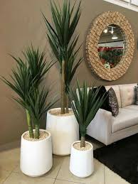 Plante Plantes De Decor De Maison Deco Plantes Interieur Decor Salon Maison